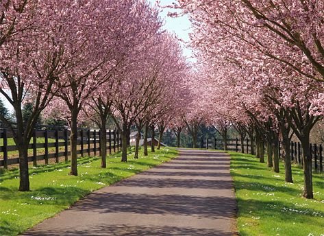 Entrance idea. Maple Tree Driveway, Cherry Tree Lined Driveway, Cherry Blossom Driveway, Long Driveway Ideas Country Roads, Tree Driveway Entrance, Maple Tree Lined Driveway, Farm Entrance Ideas Driveways, Tree Driveway, Driveway Trees