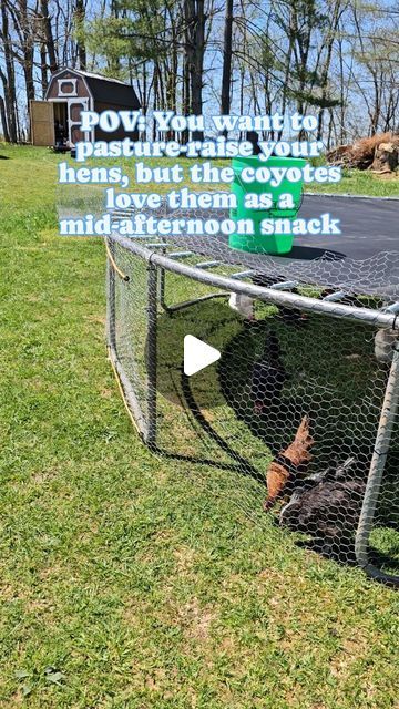 Trampoline Chicken Run, Chicken Coop Trampoline, Trampoline Chicken Coop, Chicken Tunnel, Old Trampoline, Chicken Tunnels, Ducks And Geese, Mobile Chicken Coop, Electric Fencing