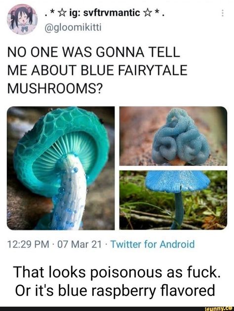 Mushroom Pictures, Blue Raspberry, Pretty Plants, Nature Aesthetic, Cool Plants, Botany, Amazing Nature, Pretty Flowers, Tell Me