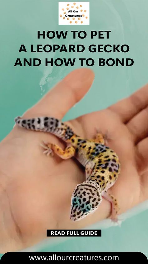 Discover the joys of petting and bonding with a Leopard Gecko. In our detailed guide, we provide you with step-by-step instructions on the proper hand placement and approach to petting these remarkable lizards. We'll also delve into the art of bonding, unveiling the secrets to making your Gecko happy and content in your presence. Never underestimate the power of connection – let us show you how to create a unique and fulfilling relationship with your pet Leopard Gecko. Leopard Gecko Facts, Happy And Content, Hand Placement, Leopard Geckos, Life Board, Leopard Gecko, Pet Life, Historical Facts, Never Underestimate