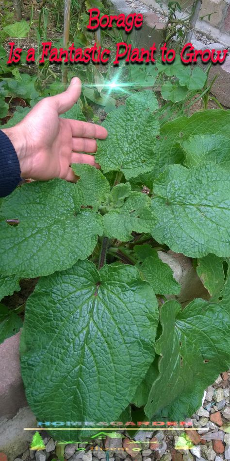 Borage Plant, Touch Me Not Plant, Wildflower Border, Herbal Health, Useful Plants, Gardening Tricks, Foraged Food, Medicinal Garden, Plant Projects