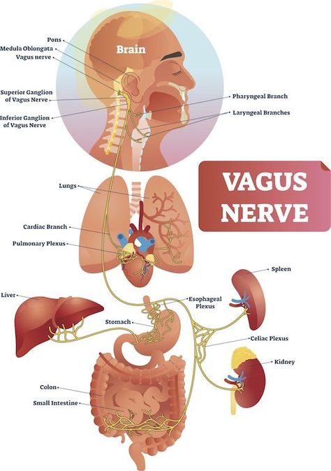 Wonders And Curiosities Nerve Diagram, Vegas Nerve, Vagus Nerve Damage, Energetic Anatomy, Vagus Nerve Stimulator, Nerve Anatomy, Nervus Vagus, The Vagus Nerve, Brain Stem