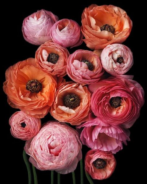 Ranunculus Flowers, No Rain, Ranunculus, Botanical Print, Paper Cut, Orange Flowers, Flowers Photography, My Flower, Botanical Prints