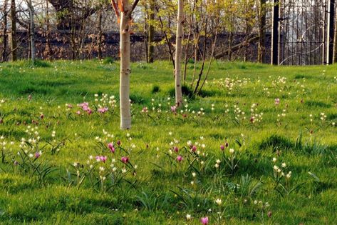 Mowing Regimes for Spring Bulb Meadows Spring Bulb Meadow, Bulb Meadow, Growing Grass, Wildflower Meadow, Spring Bulbs, Side Yard, Planting Bulbs, The Meadows, Early Spring