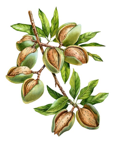 Watercolor botanical illustration of Almond nuts tree for labels by Kateryna Savchenko Shutter Stock, Victorian Wallpaper, Flower Stock, Illustration Botanique, Fruit Illustration, Fruit Painting, Geometric Flower, Trendy Flowers, Botanical Painting