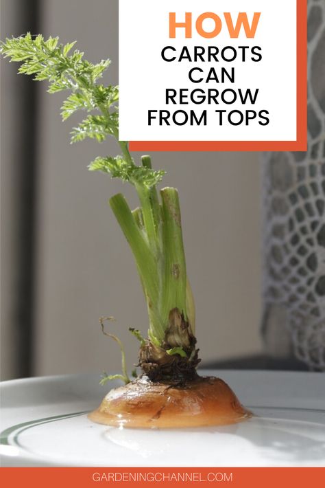 Learn how to regrow carrot plants from kitchen scraps. Follow these gardening tips to grow a carrot plant from a carrot top. This is a great hobby for children, since carrot tops produce visible results in just a few short days. #gardeningchannel #gardening #growingcarrots #vegetablegardening Indoor Carrot Growing, Carrots Growing Tips, How To Plant Carrots From Scraps, Carrot Tops Growing, How To Regrow Carrots, Propagating Carrots, Growing Carrots From Carrot Tops, Regrow Carrots From Scraps, Planting Carrots From Scraps