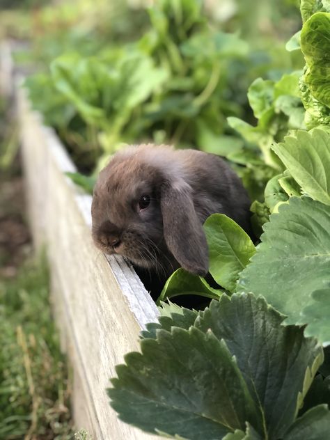 How to take care of bunnies Bunny Things, Rabbit Cage, Rabbit Hutches, Pet Rabbit, Health Check, Cute Creatures, How To Take, Pet Owners, Take Care