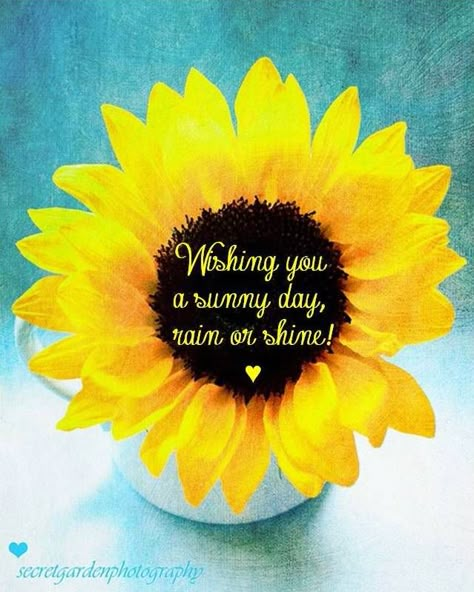 National Sunflower Day, Rain Or Shine Quotes, Heartfelt Pictures, Sunflower Sayings, Morning Sunflower, Bluebird Cottage, Sunflower Quotes, Bright Quotes, Sunflowers And Daisies