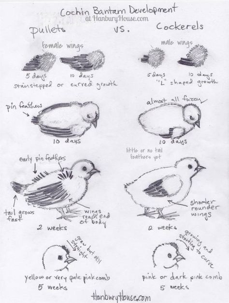 How To Distinguish Male Chicks From Female Chicks in 1 week old Cochins |...he tried this on bantam Brahmas too, didn't do too bad. Will have to try this myself. Cochin Chickens, Bantam Chickens, Day Old Chicks, Raising Chicks, Chicken Health, Chicken Chick, Keeping Chickens, Baby Chickens, Chicken Diy