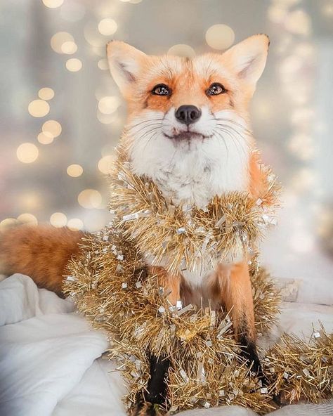 Fox Pictures, Pet Fox, Cute Fox, Red Fox, Holly Jolly, 귀여운 동물, Cute Funny Animals, Animals Friends, Spirit Animal