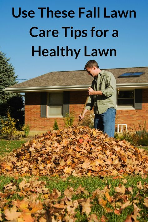 Find out the six tips that will give you a healthier, better-looking lawn this Fall. Fall Lawn Maintenance, Winter Lawn Care, Lawn Renovation, Lawn Striping, Fall Lawn Care, Grass Growing, Fall Lawn, Lawn Care Schedule, Fall Clean Up