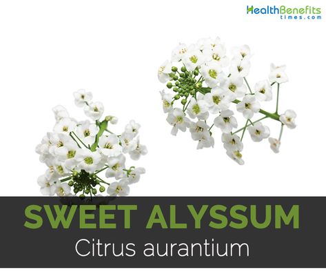 Alyssum Flowers, Sweet Alyssum, Herbal Apothecary, Astringent, Earth Elements, Natural Herbs, Health Facts, Medicinal Plants, Herb Garden