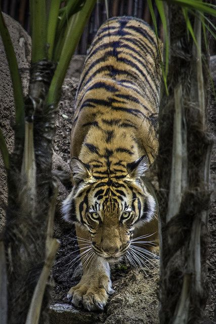 Stalking Tiger Tattoo, Tiger Pose Reference, Hewan Aesthetic, Tiger Reference Photo, Tiger Poses, Tiger Stalking, Dream Tiger, Tigre Y Dragon, Tiger Abstract