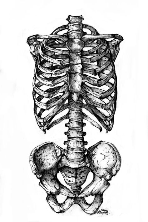 I have a weakness for anatomical drawings. Male Figure Drawing, Skeleton Drawings, Skulls Drawing, Human Skeleton, Human Anatomy Art, Anatomy Sketches, Anatomy For Artists, Skeleton Art, Desenho Tattoo