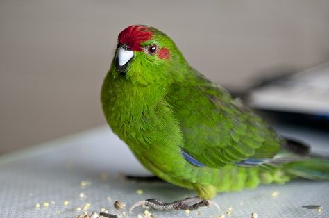 Colourful Kakariki. Pretty Parrots, Monk Parakeet, Colourful Birds, Unusual Names, Parakeets, Colorful Birds, Cute Birds, Love Birds, Mammals