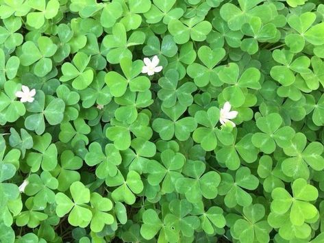 Newt Aesthetic, Clover Background, Collage Backgrounds, Dumping Ground, Eternal Summer, Resting Place, Aesthetic Pics, Lucky Clover, Lucky Girl