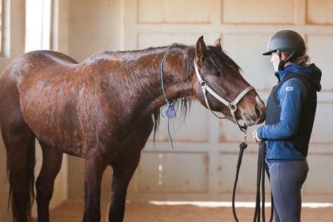 When working with her mustangs, Elisa Wallace, is always sporting #safetywithstyle, even on the ground! Mustang Training, Mustang Makeover, Mustang Horse Training, Mustang Makeover Training, Horse Ground Work, Ground Work Exercises Horse, Mustang Inside, Gamora Marvel, Brown Mustang Horse