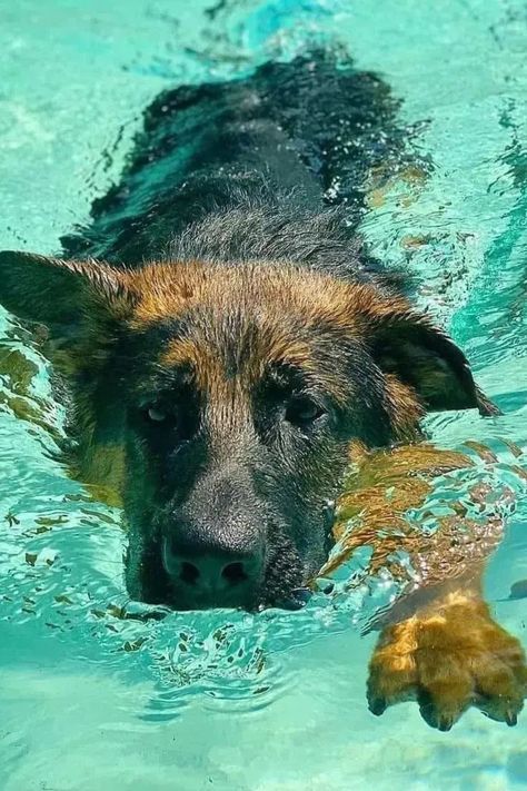 Dive into Fun: Discover the Best Places to Take Your Dog Swimming! Explore Dog-Friendly Beaches, Lakes, and Pools Find the Ideal Spots for Aquatic Adventures with Your Pup Ready to Make a Splash Together? Dive In Today! 

IG PHOTO BY : germanshepherd.doglovers

Swimming dog | Dogs at the beach | Dogs swimming pools Dogs At The Beach, Dogs Swimming, Dog Swimming Pools, Beach Dogs, Dog Friendly Beach, Dog Swimming, Potty Train, Refreshing Water, Super Cute Animals