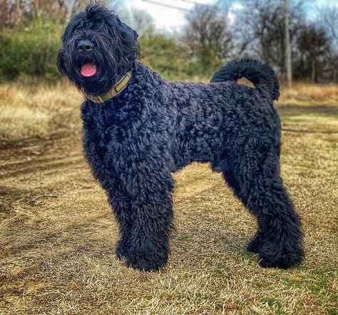 Bruno 2 Years Old BLACK RUSSIAN TERRIER From @brunodominator, Yes, , Kennel Astra Fidelis in Poland #Chicago Breed BLACK RUSSIAN TERRIER Country #USA Russian Terrier, Thai Ridgeback, Neapolitan Mastiffs, Black Russian Terrier, Presa Canario, Giant Schnauzer, Black Russian, Tibetan Mastiff, English Mastiff