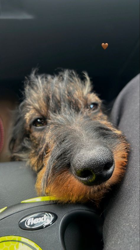 wire haired dachshund #dachshund #doxie #teckel Wired Haired Dachshund, Wire Haired Dachshund, Future Goals, Weiner Dog, Wiener Dog, Sweet Animals, Four Legged, Dachshund, Cute Animals