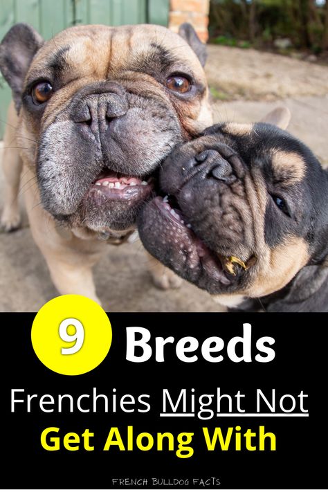 In this post you’ll discover: 9 different breeds french bulldogs will or won’t get along with, Whether french bulldogs get along with other french bulldogs, If frenchies get along with other animals outside of dogs, 4 tips to help ensure your french bulldog easily gets along with other dogs (Tips #1 is the most important!), and more! Black And Tan French Bulldog, Adult French Bulldog, French Bulldog Aesthetic, French Bulldog Information, French Bulldog Names, French Bulldog Breed, Toy Bulldog, French Bulldog Facts, Dogs Tips