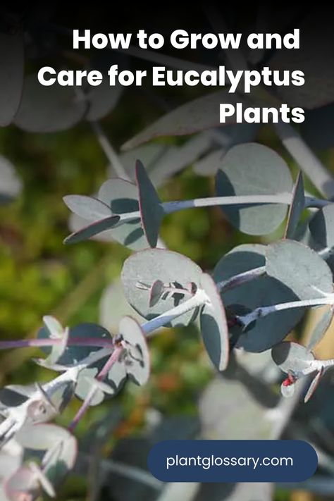 Known for their refreshing scent and unique leaves, eucalyptus plants are a favorite among gardeners. This comprehensive guide provides essential tips on how to care for and grow eucalyptus plants successfully. Learn about the optimal conditions for watering, lighting, and soil to support your eucalyptus's growth. Whether you're new to gardening or an experienced plant enthusiast, these tips will help you maintain thriving eucalyptus plants. How To Care For Eucalyptus Plant, How To Grow Eucalyptus Indoors, Eucalyptus Plant Care, Grow Eucalyptus, Eucalyptus Camaldulensis, Eucalyptus Deglupta, Ornamental Garden, Eucalyptus Plant, Rainbow Eucalyptus