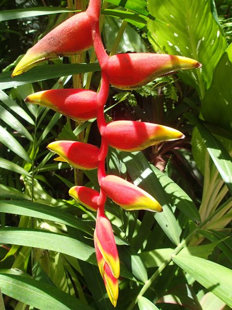 Crab claw flower, Koh Samui Crab Claw, Crab Claws, Koh Samui, All About Plants, Plant Care, Crab, Plants, Flowers