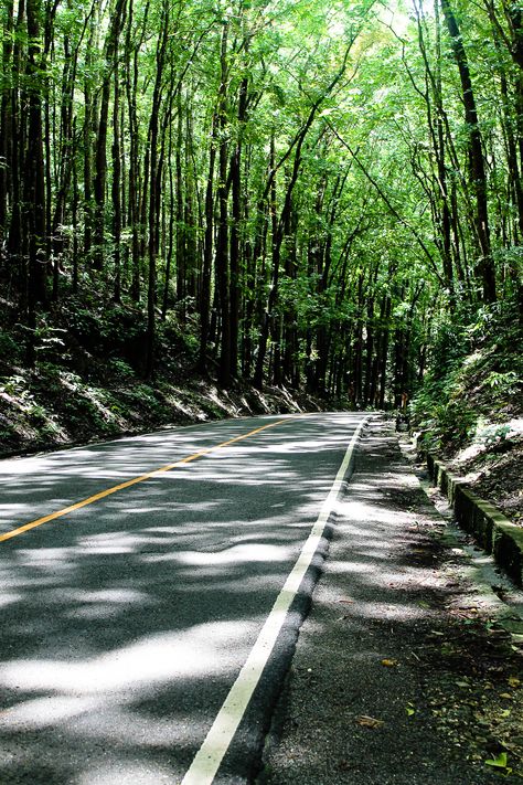 The Bohol man-made forest is the first and only man-made forest in the Philippines. It is mainly composed of Mahogany trees Bohol Philippines, Bohol, Tall Trees, Amazing Travel Destinations, Amazing Travel, The Philippines, Tourist Attraction, One And Only, Travel Dreams