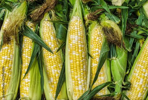 Stock Image: Fresh corn Peaches And Cream Corn, Corn Stock, Corn Off The Cob, Vegetable Animals, Greenhouse Vegetables, Cream Corn, Chicken Tractors, Potager Garden, Peaches And Cream