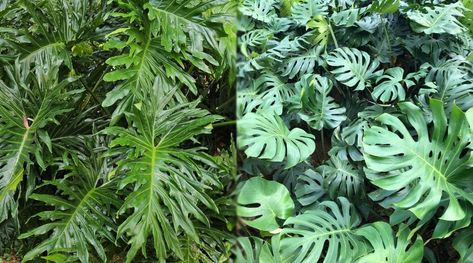 Split Leaf Philodendron vs. Monstera: What's The Difference? Philodendron Varieties, Split Leaf Philodendron, Philodendron Plant, Household Plants, Philodendron Monstera, Plant Information, Indoor Jungle, Monstera Plant, Monstera Deliciosa