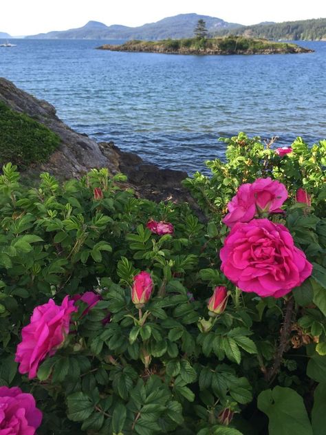 Obx Fanfic, Rosa Rugosa, Scenery Beautiful, Island Lifestyle, Island Life Style, San Juan Islands, Breathtaking Places, Garden Park, Beautiful Images Nature