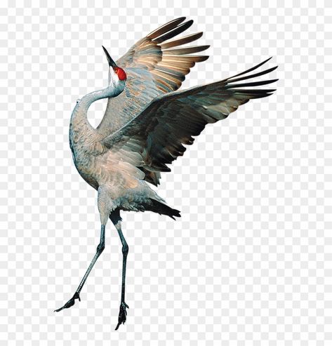 Background Birds, Crane Drawing, Crane Tattoo, Bird Png, Chinese Drawings, Heron Art, Sandhill Crane, Japanese Drawings, Crane Bird