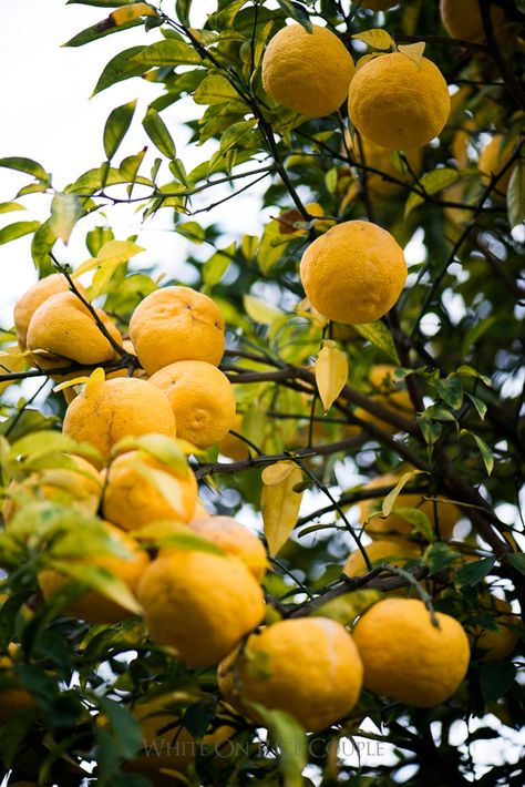 Japanese Yuzu Lemon - Yuzu Citrus Fruit for Japanese Recipes | @whiteonrice Fruits Photography, Yuzu Citrus, Yuzu Fruit, Photography Japan, Meyer Lemon Tree, Citrus Garden, Tattoo Plant, Blue Weddings, Japanese Recipes