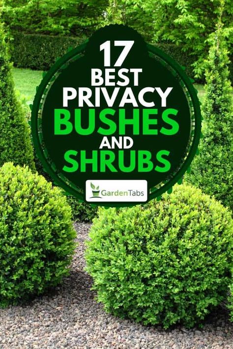 17 Best Privacy Bushes And Shrubs - Garden Tabs Privacy Bushes, Front Garden Designs, Buxus Balls, Fast Growing Privacy Shrubs, Privacy Landscaping Backyard, Front Porch Landscape, Shrubs For Landscaping, Designing A Garden, Fast Growing Shrubs