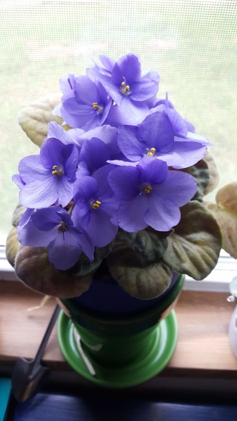 Violets Aesthetic Flower, African Violets Painting, African Violet Color, African Violet Aesthetic, African Violet Collection, Violet Aesthetic, African Violets Plants, Violet Plant, 60th Birthday Cakes