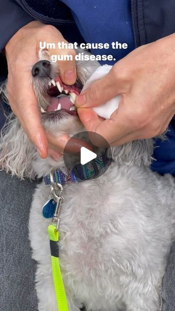 Canine Dental Hygiene on Instagram: "The safest & easiest way to clean your dogs teeth at home with coconut oil and medical gauze. Purchase our dental pack from the link in our description!" Diy Dog Dental Chews, Dog Dental Cleaning, Dogs Teeth, Dog Teeth Cleaning, Dental Cleaning, Dog Dental, Calm Dogs, Dog Teeth, Dental Hygiene