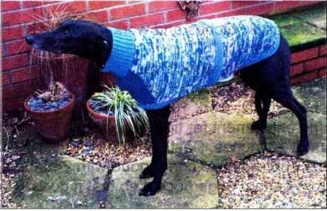 Greyhound Dog Sweater, Dog Jumper Pattern, Dog Poncho, Knitted Dog Sweater Pattern, Dog Coat Pattern, Knitting Things, Knitted Dog, Jumper Pattern, Dog Sweater Pattern