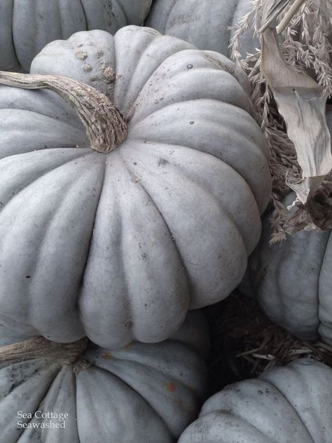 Gray Pumpkins, Sea Cottage, Grey Autumn, Grey Pumpkin, Autumn Cottage, Misty Grey, Fall Watercolor, Autumn Beauty, Fall Baby