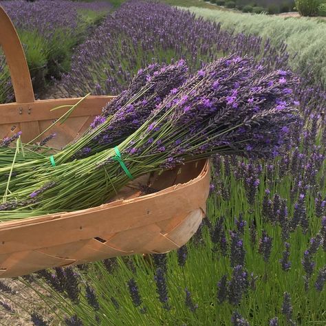 Lavender Farm Aesthetic, Lavender Haze Aesthetic, Kate Bridgerton, Farm Aesthetic, Cottage Wedding, Cottage Aesthetic, Emily Henry, Lavender Plant, Lavender Farm