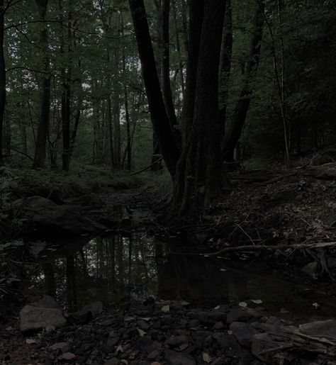 Wet Forest, Nature Rain, Dark Naturalism, Dark Forest Aesthetic, Dark Landscape, Dark Green Aesthetic, Dark Nature Aesthetic, Night Scenery, Pretty Landscapes