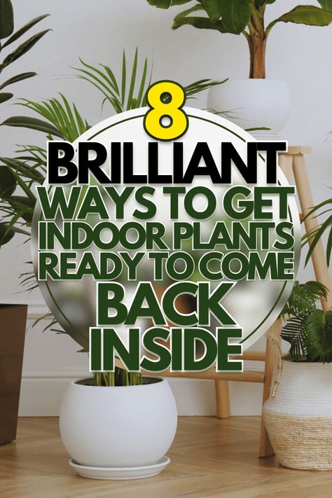 8 Ways To Get Indoor Plants Ready To Come Back Inside Bringing In Plants From Outside, How To Bring Outside Plants Inside, Bringing Outdoor Plants Inside, Debugging Plants To Bring Inside, How To Debug Plants To Bring Indoors, Indoor Gardens Ideas, Moving Plants, Repotting Plants, Plant Games