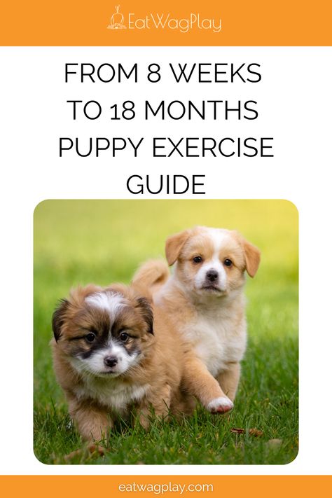 Puppy Exercise Guide, Puppy Stages Week By Week, Puppy Schedule, Puppy Stages, Dog Quotes Love, Dog Exercise, Large Dog Breeds, Pet Hacks, Workout Guide