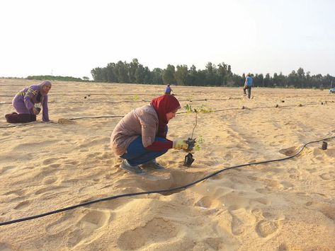 Using ingenuity assisted by biology, German scientists have collaborated with… Georges Cuvier, Egyptian Desert, Grafting Plants, Freelance Editing, Victory Garden, Desert Garden, Hospitality Industry, Social Change, Farm Gardens