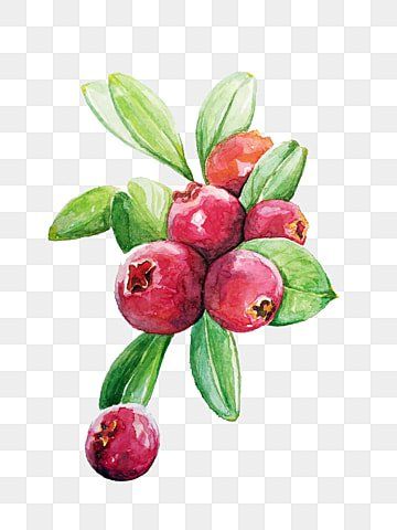 cranberry,organic fruits,fresh,granule,organic,fruits,cranberry clipart Joy Tattoo, Fruit Tattoo, Aurora Design, Fruit Clipart, Organic Fruits, Cranberry Fruit, Drawing Stars, Fruits Drawing, Christmas Berries