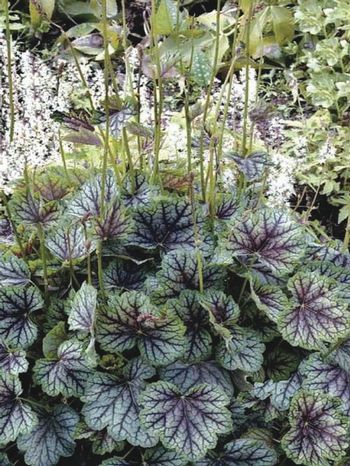 Painted Fern, Coral Bells Heuchera, Japanese Forest, Shade Garden Plants, Coral Bells, Shade Flowers, Shade Perennials, Winter Plants, Garden Borders