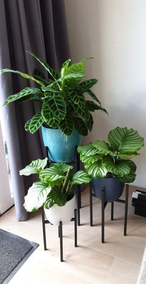 Faux Plant Arrangements, Calathea Decor, Fall Container Plants, Calathea Orbifolia, Calathea Plant, نباتات منزلية, Living Room Plants, Hanging Plants Indoor, Plant Decor Indoor