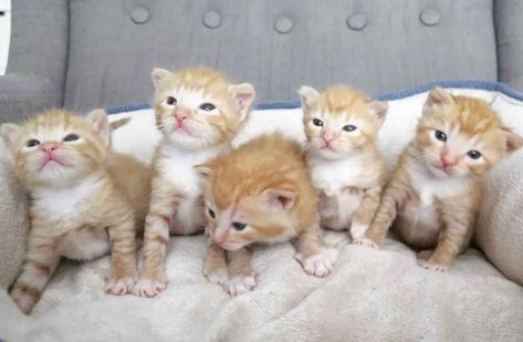 5 Orphaned Ginger Kittens Get Help Just in Time #kittens #cats #kitty #lovecats #cutecats #cuteanimals Cats Pfp, Ragdoll Kittens For Sale, Black And White Kittens, British Shorthair Kittens, Ginger Kitten, Kitten Names, Foster Cat, Small Kittens, Foster Kittens