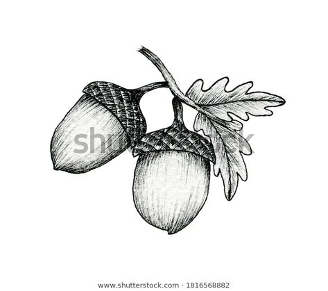 Acorn Drawing, Acorn Image, Acorn Tattoo, White Ink Drawing, Leaves Vintage, Branch Tattoo, Linocut Printmaking, Acorn And Oak, Line Art Illustration