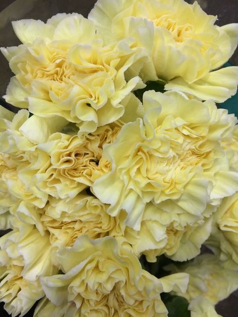 Soft yellow Cream Carnations Yellow Carnations, Carnation Flowers, Florist Supplies, Yellow Cream, Cream Flowers, Soft Yellow, Red Dead, Red Dead Redemption, Wedding Mood