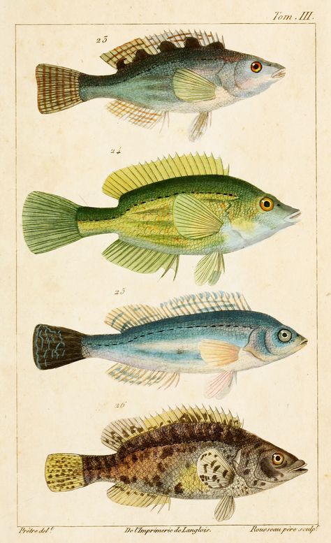 Wrasse Fish Zoological Illustrations by J.G. Pretre circa 1826 Creature Marine, Fish Illustration, Fish Drawings, Antique Illustration, Scientific Illustration, Vintage Fishing, Fish Print, Arte Animal, Nature Illustration